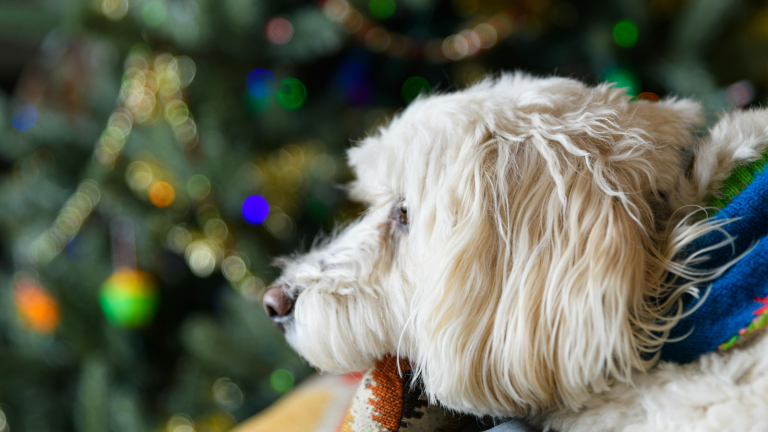 Een witte hond ligt onder de kerstboom te kijken naar kerstcadeaus
