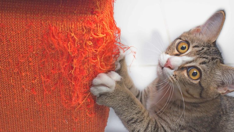 Een Europese kat krabt op rode wol wat loslaat