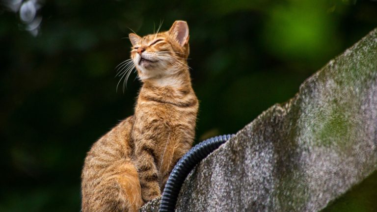 Een rode kater heeft een oorontsteking en heeft zijn ogen dicht vanwege de pijn