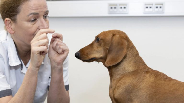 Een teckel krijgt een spoedbehandeling door een dierenarts