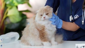 Een kat krijgt een spoedbehandeling bij een dierenarts