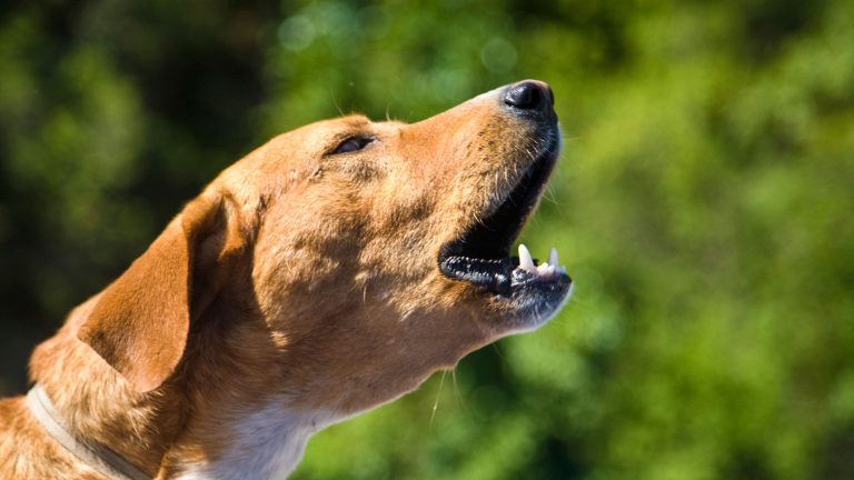 Een bruine hond blaft en je ziet zijn tanden zichtbaar worden