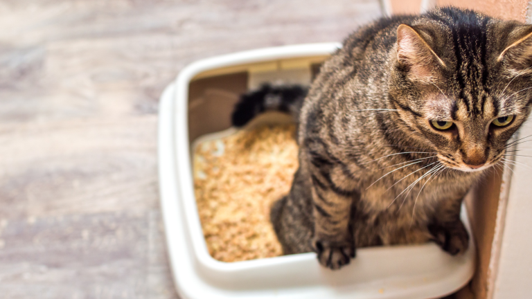 Een bruine kat zit op de kattenbak met de voorpoten op de rand en plast. PetSecur