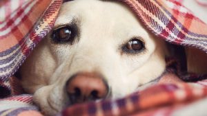 Een hond ligt onder een geruit dekentje te slapen omdat hij last heeft van zijn verkoudheid