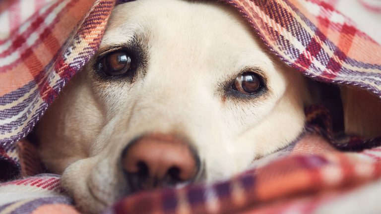Een hond ligt onder een geruit dekentje te slapen omdat hij last heeft van zijn verkoudheid