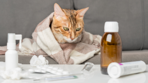 Een zieke kat ligt onder een dekentje en is omringd met medicijnen. PetSecur