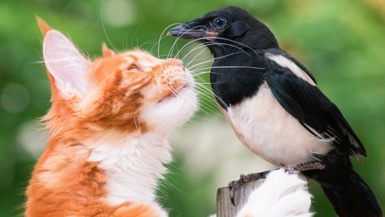 Een roodharige kat ruikt aan een vogel die op een paal zit met het risico op vogelgriep. PetSecur