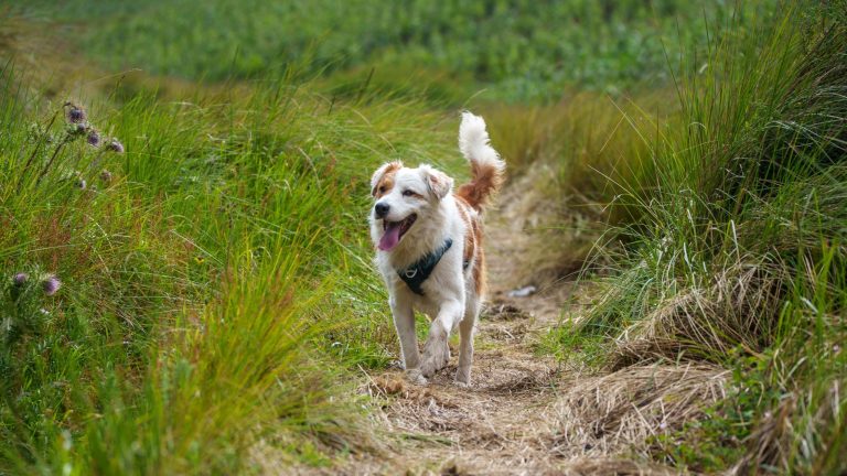 Hond rent in het gras PetSecur