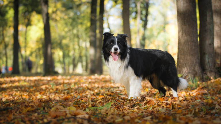 Een Bordercollie staat in het bos tussen gevallen bladeren met de tong naar buiten. PetSecur