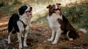 Twee Bordercollies zitten naast elkaar, een zwarte en een bruine in het bos. PetSecur