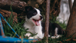 Een Bordercollie pup ligt in het gras met de bek open. PetSecur