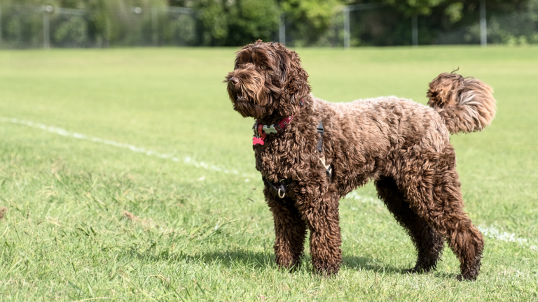 Een Labradoodle met een donkerbruine vacht staat in het gras. PetSecur