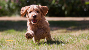 Een Labradoodle pup rent in het gras richting de camera. PetSecur
