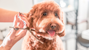 Een bruine Labradoodle wordt geknipt door de trimmer. PetSecur