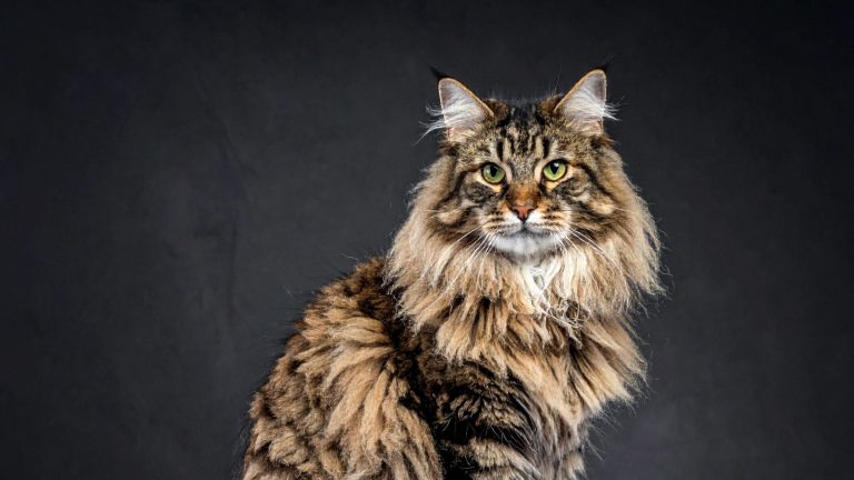 Een Maine Coon met een tijgerachtige vacht positeert voor een zwarte achtergrond