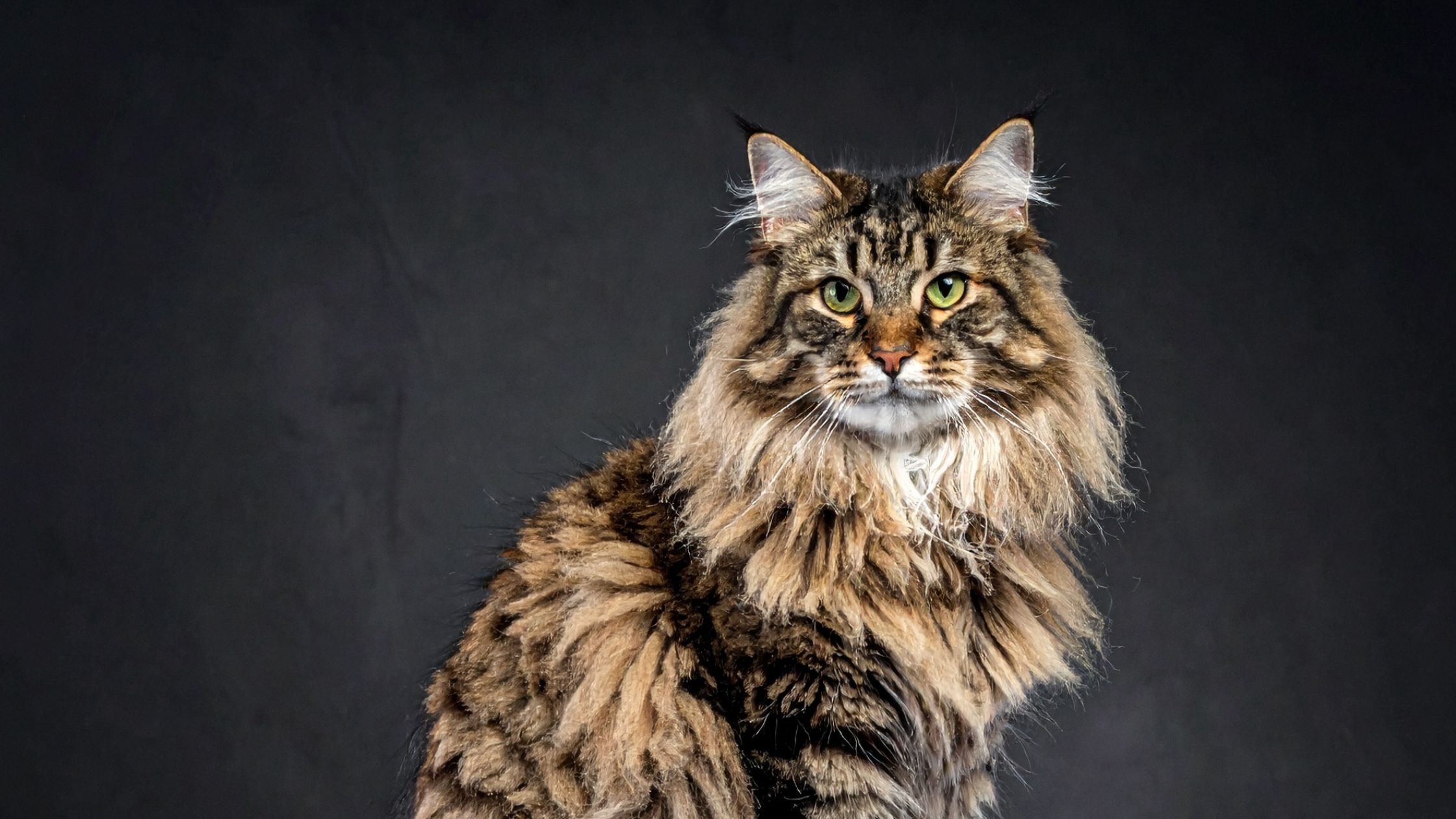 Een Maine Coon met een tijgerachtige vacht positeert voor een zwarte achtergrond