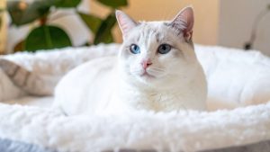 Een Ragdoll met lichtblauwe ogen en een witte vacht ligt in een wit mandje te chillen