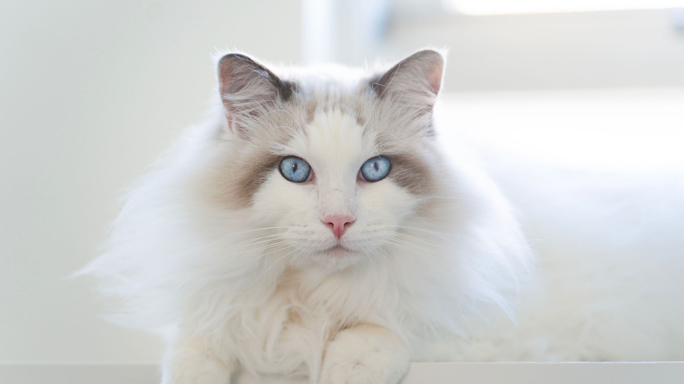 Een Ragdoll met lichtblauwe ogen en veel haar kijkt recht de camera in
