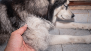Een hand houdt een dot haar vast wat uit een Husky is gekomen die op de achtergrond ligt. PetSecur