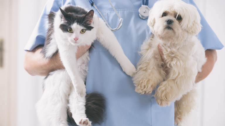 Dierenarts houdt hond en kat vast. PetSecur