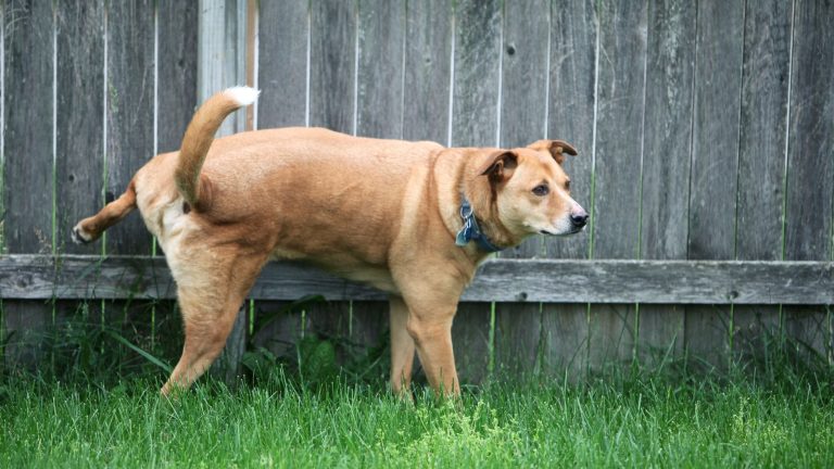 Een hond die zijn plas niet meer kan ophouden en in het gras plast