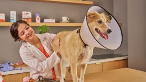 Lichtbruine hond met een beschermingskraag om zijn nek op een behandeltafel bij de dierenarts. De dierenarts staat achter de hond en onderzoekt de hond