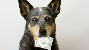 Steeds minder gemeenten heffen hondenbelasting. PetSecur