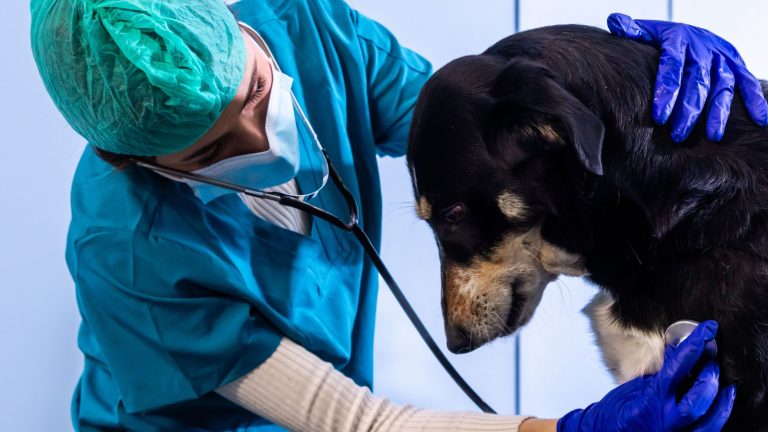 Een dierenarts luistert naar het hart van een zwarte hond omdat deze op consult is