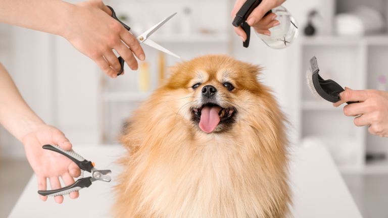 Een pomeriaan met diverse trim middelen; kosten hond trimmen. PetSecur