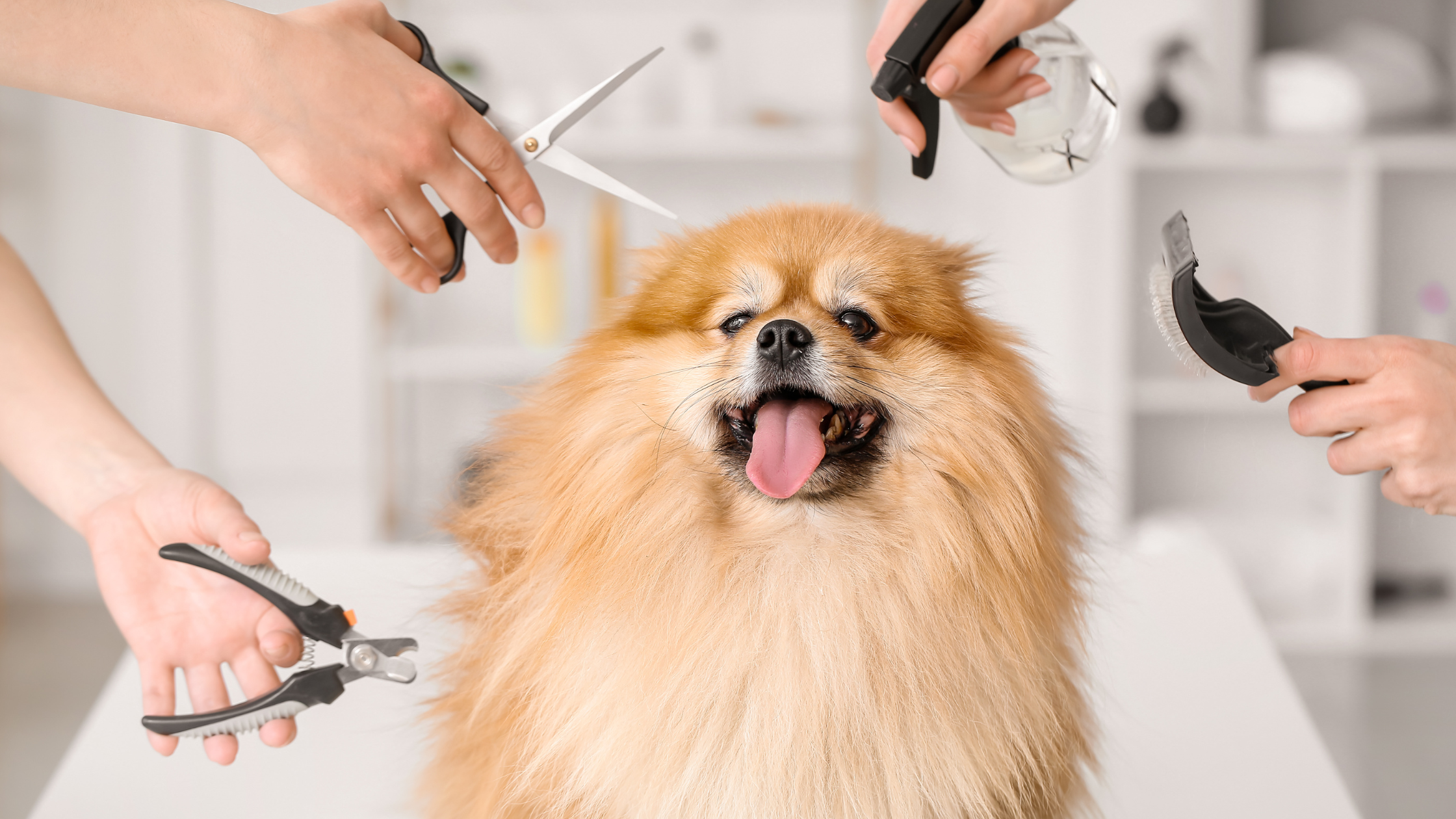 Een pomeriaan met diverse trim middelen; kosten hond trimmen. PetSecur