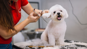 De trimmer knipt de oren van een witte hond met krulvacht. PetSecur