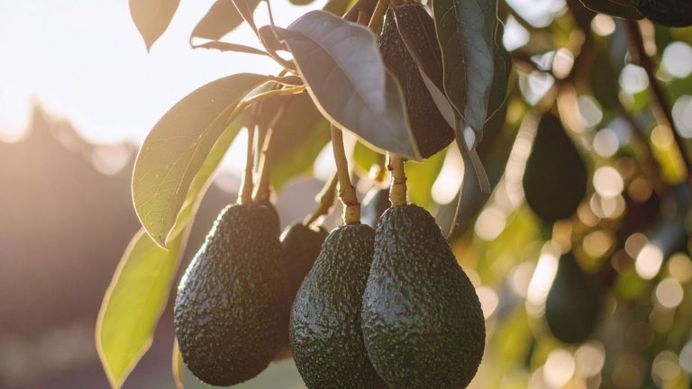 Een avocadoplant met allemaal avocado's eraan