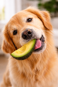 Een schattige golden retriever eet een avocado