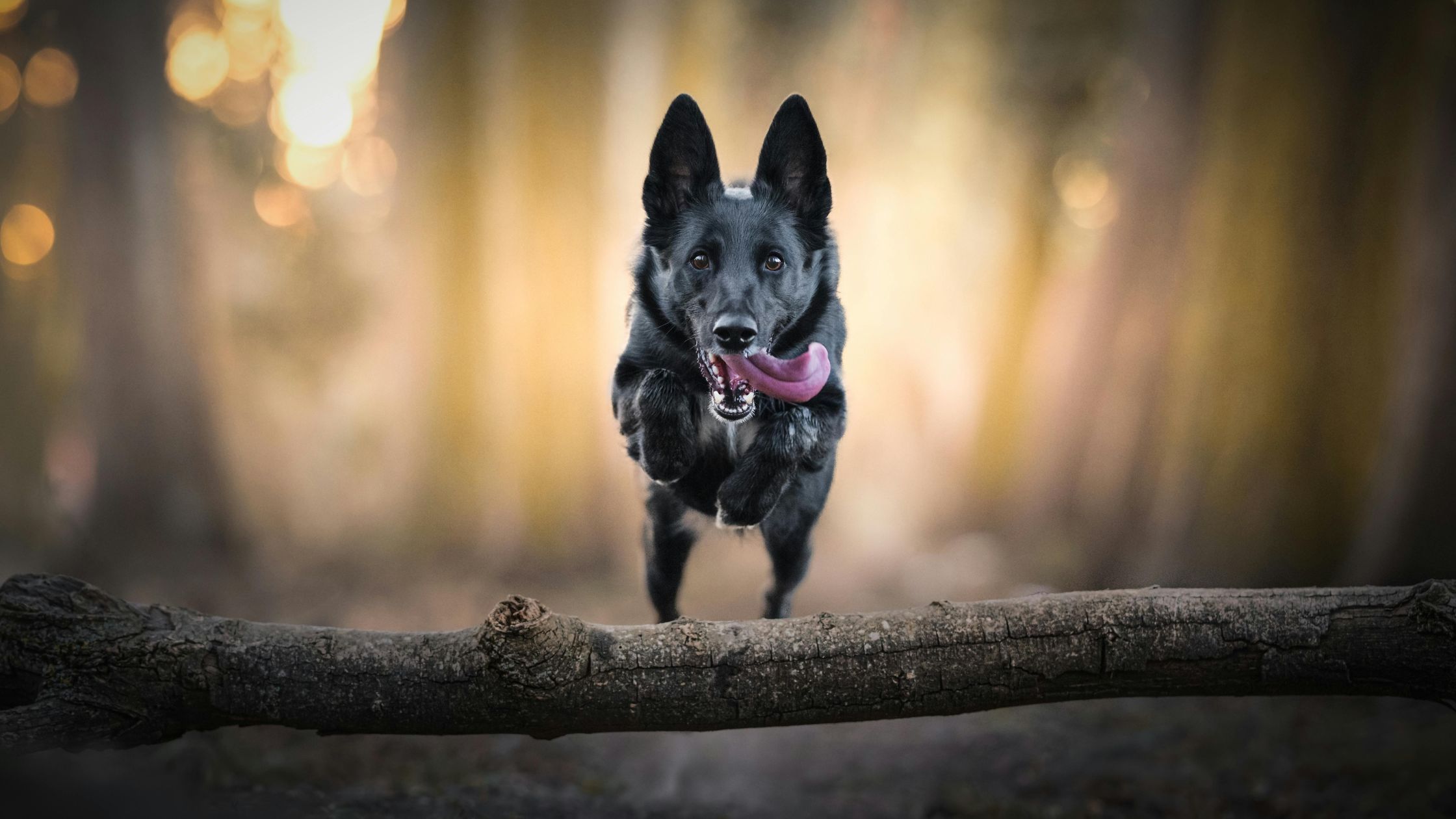Mijn Hond Heeft ADHD Wat Moet Ik Doen PetSecur Mijn Hond Heeft ADHD Wat Moet Ik Doen PetSecur