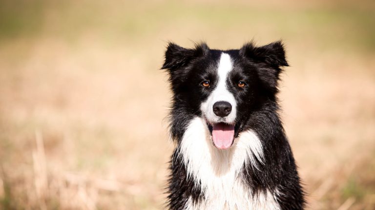 Top 10 slimste hondenrassen, Border Collie nummer 1 PetSecur