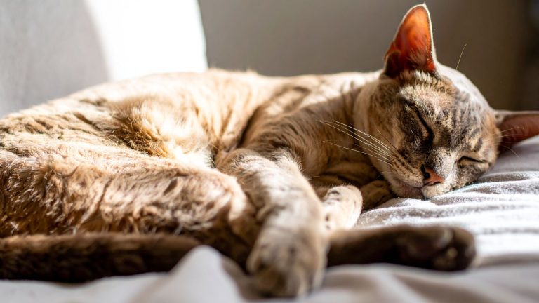 Een kat ligt lekker op een kleedje te slapen
