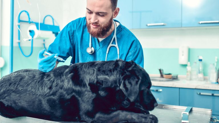 Tot welke leeftijd kun je je hond verzekeren? PetSecur