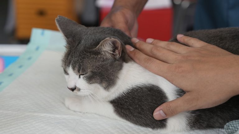 Tot welke leeftijd kun je je kat verzekeren? PetSecur