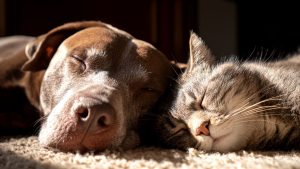 Een hond en een kat liggen met hun ogen dicht op een kleed omdat hun baasje een huisdierenverzekering heeft en ze zich geen zorgen meer hoeven te maken