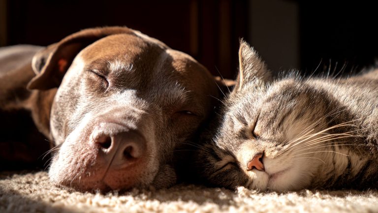 Een hond en een kat liggen met hun ogen dicht op een kleed omdat hun baasje een huisdierenverzekering heeft en ze zich geen zorgen meer hoeven te maken