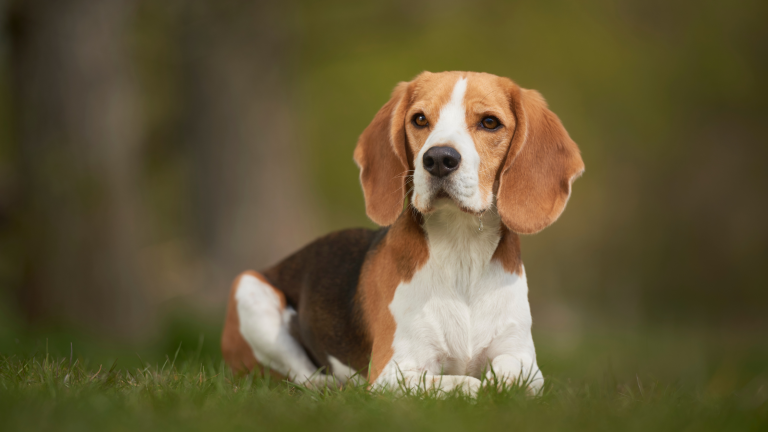 Een Beagle ligt in het gras. Petsecur