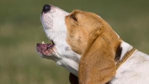 Een blaffende Beagle. PetSecur