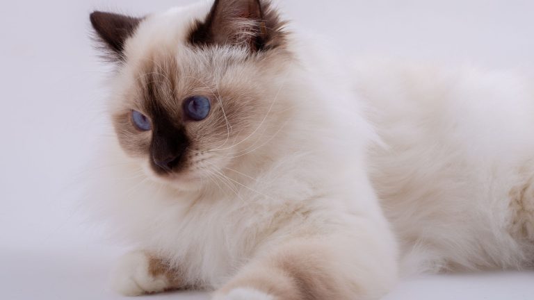 Wat kost een Heilige Birmaan? PetSecur
