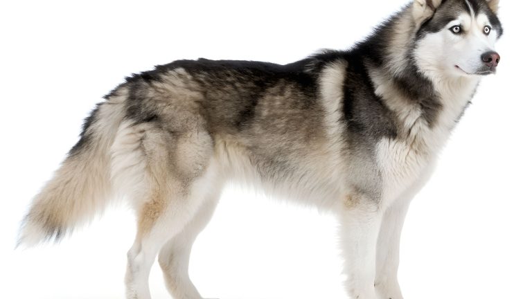 Wat kost een Husky PetSecur