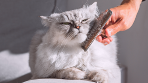 De Perzische kat moet regelmatig geborsteld worden vanwege de vacht. PetSecur