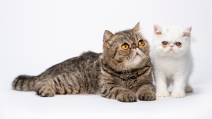 Een foto van twee kortharige Perzische katten, ook wel Exotic Shorthair genoemd. PetSecur