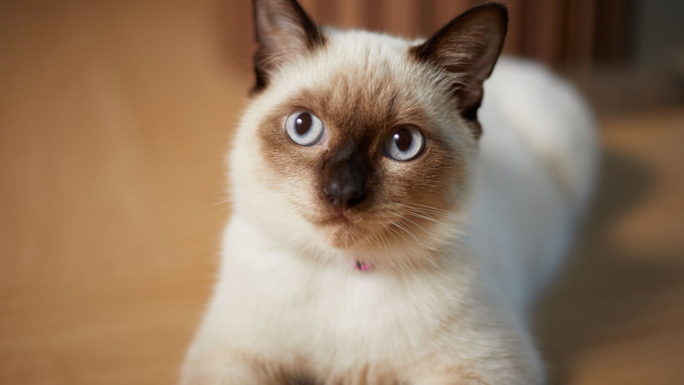 Een Siamese kat met lichtgrijze ogen kijkt de camera in