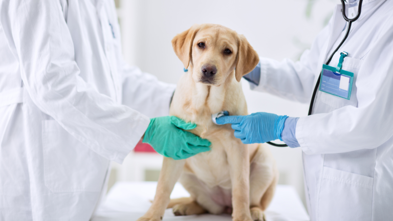 De 5 duurste behandelingen bij honden. PetSecur