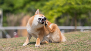 Een Shiba-Inu krabt door allergie. PetSecur