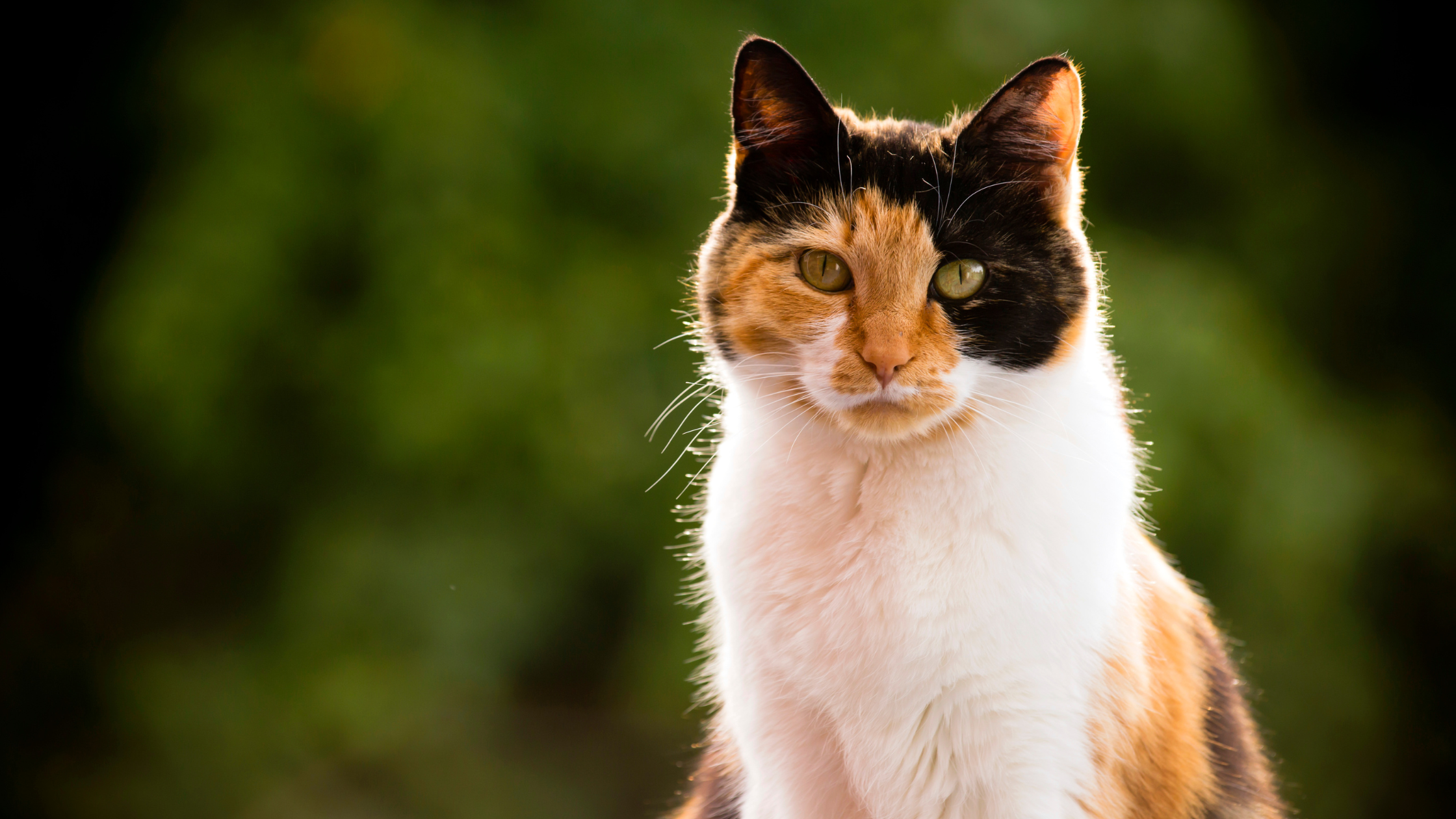 Hersenbloeding kat. Een rood met zwart en witte kat zit voor een bosje en kijkt naar de camera. PetSecur